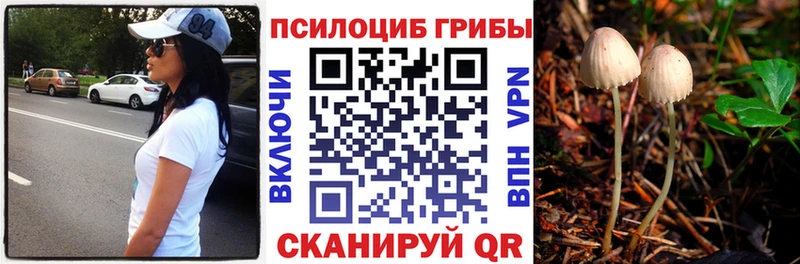 Галлюциногенные грибы Psilocybe  Власиха 